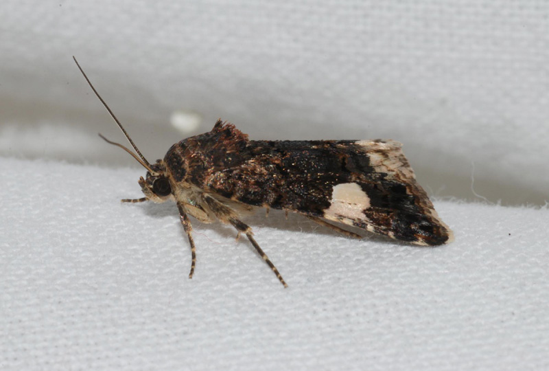 Noctuidae - Tyta luctuosa